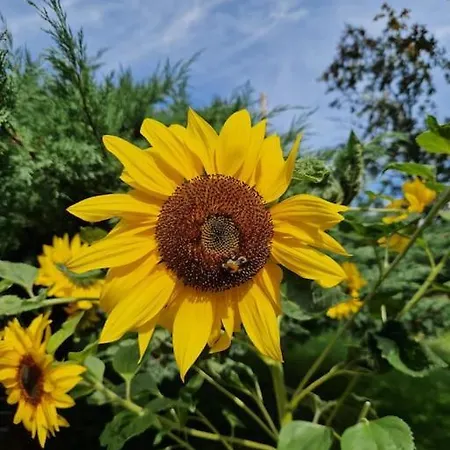 דירה Gruene Auszeit