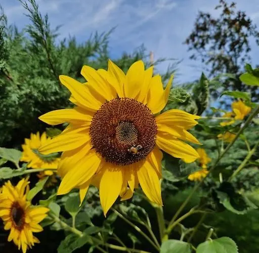 Lejlighed Gruene Auszeit